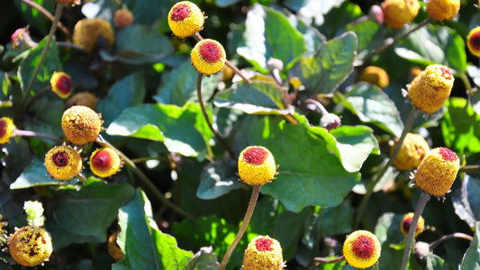 crema acmella oleracea