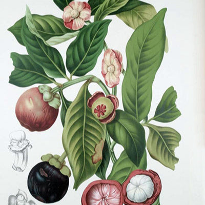 Immagine della pianta di mangostana dalla quale sono estratti i principi attivi utilizzati nella linea Active Pureness di Comfort Zone